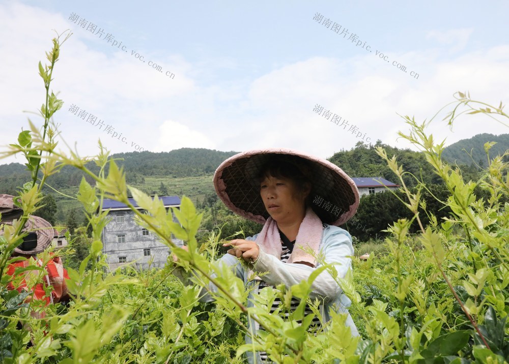       抢采秋茶保增收