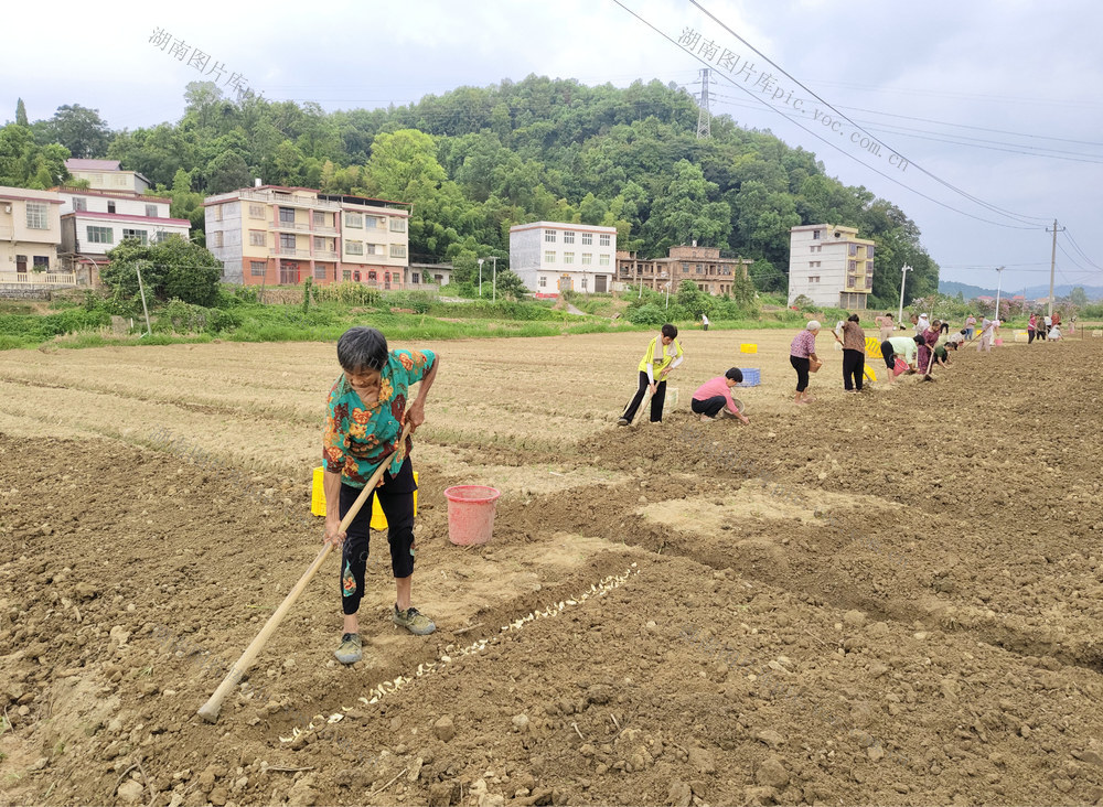 8月14日，湖南省隆回县三阁司镇沙坪村村民在种植百合。隆回县素有“中国龙牙百合之乡”的美称，百合产量占到全国60%以上，年产值超30亿元，百合种植、加工、销售产业链带动当地2.6万人就业。