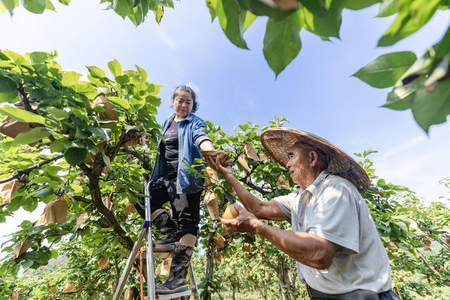 金秋梨 富强村 乡村振兴 