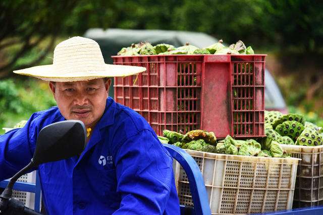 三农  种植业  低洼田 太空莲