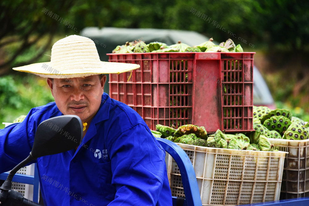 三农  种植业  低洼田 太空莲