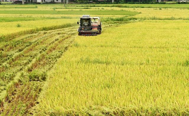 水稻，收割，中稻，农机，收割机，农民，农时，稻谷，颗粒归仓，农村，农业，农机手 秋收