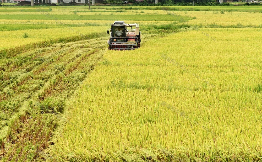水稻，收割，中稻，农机，收割机，农民，农时，稻谷，颗粒归仓，农村，农业，农机手 秋收