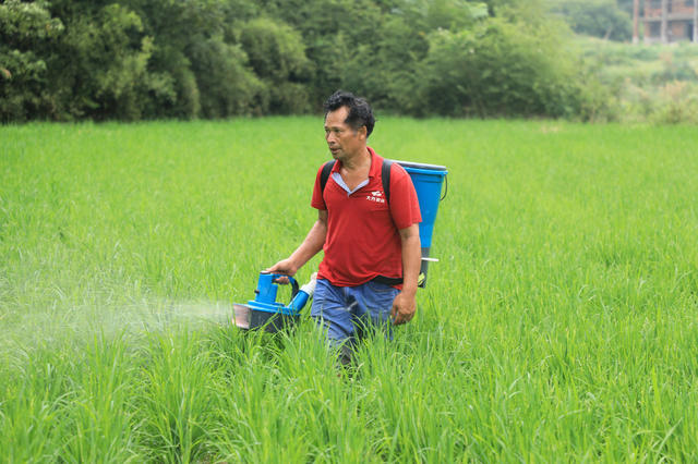 晚稻 田间 管护  施肥  农民