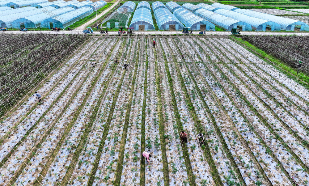 秋日  蔬菜  管护  农事