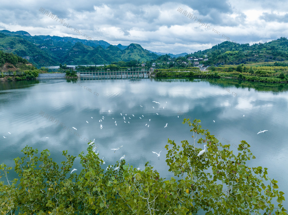 栖凤湖 白鹭 绿水青山