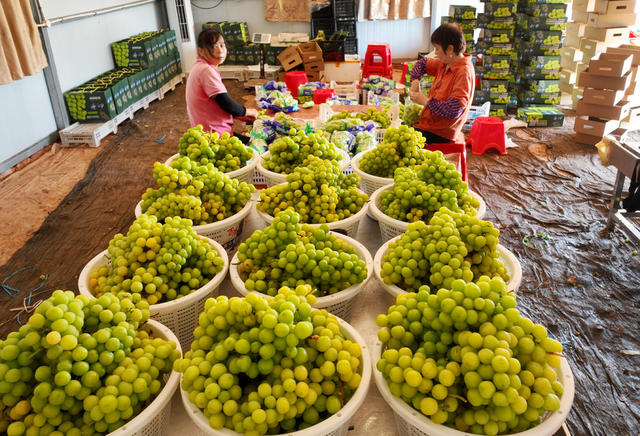 水果 种植 葡萄 采收