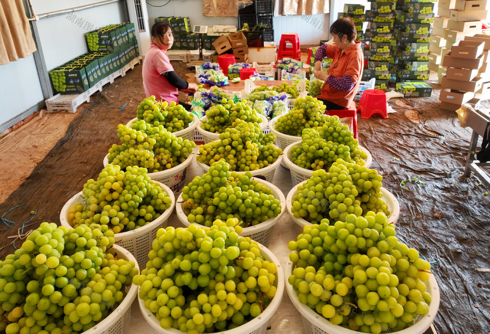 水果 种植 葡萄 采收
