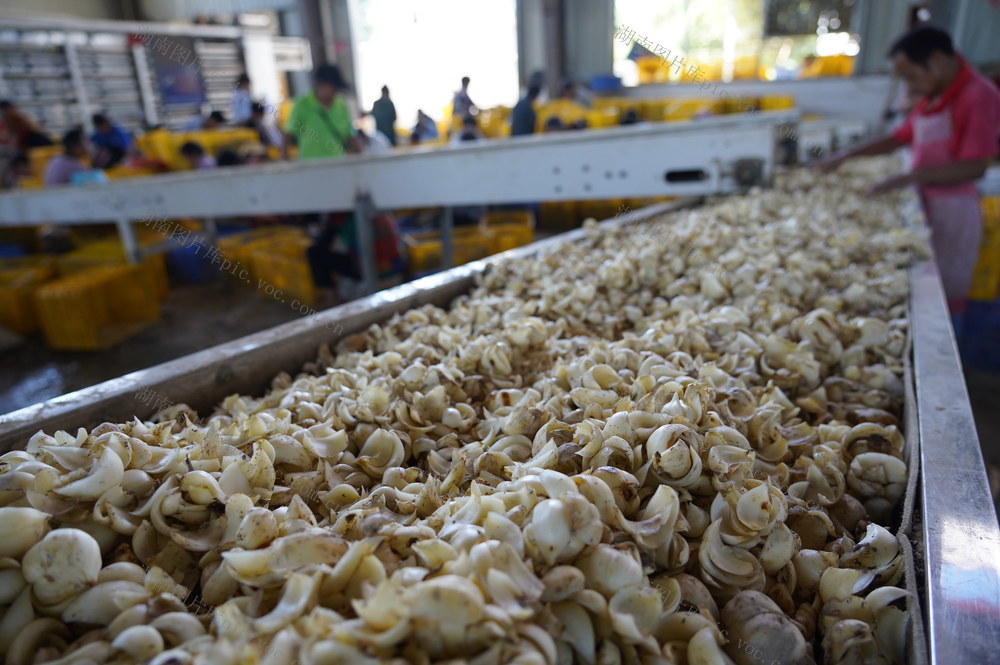 8月16日，湖南省隆回县北山镇百合加工厂，村民在剥百合，对新鲜百合进行分类、粗加工。隆回县素有“中国龙牙百合之乡”的美称，百合产量占到全国60%以上，年产值超30亿元，百合种植、加工、销售产业链带动当地2.6万人就业。