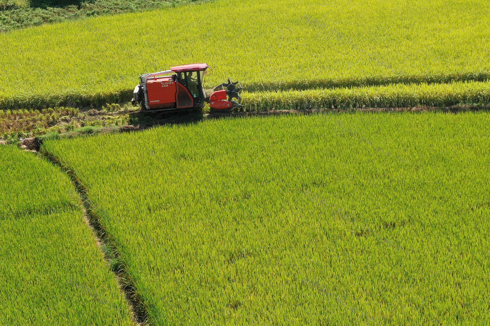 中稻 抢收 晾晒 稻谷