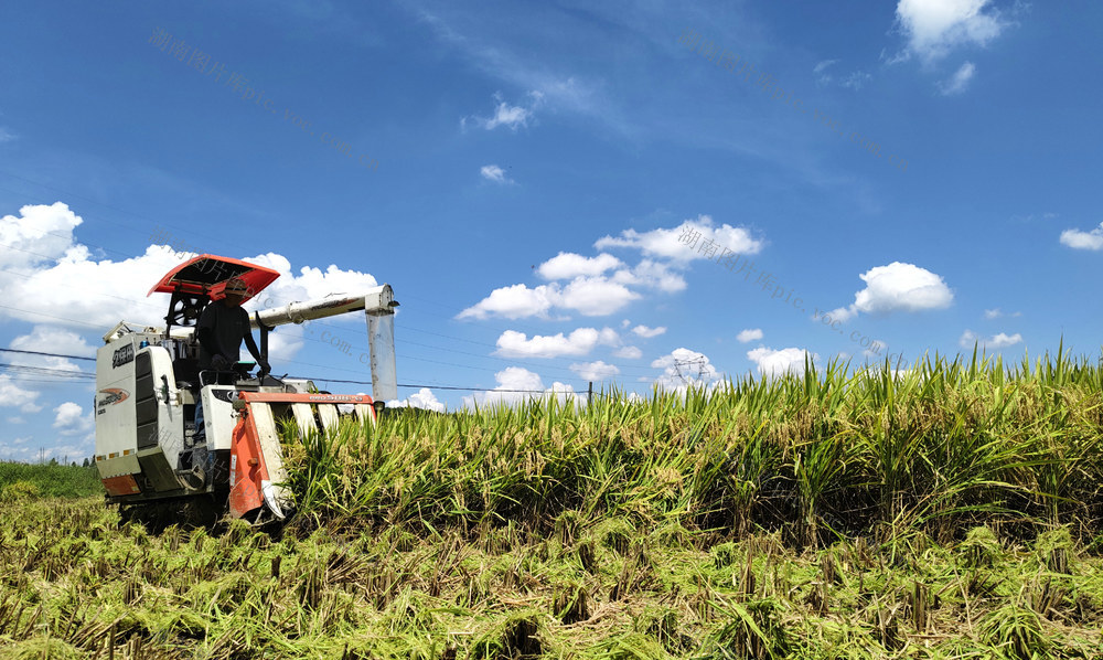 8月16日，湖南省隆回县北山镇抱溪村，村民头顶烈日在收割中稻。