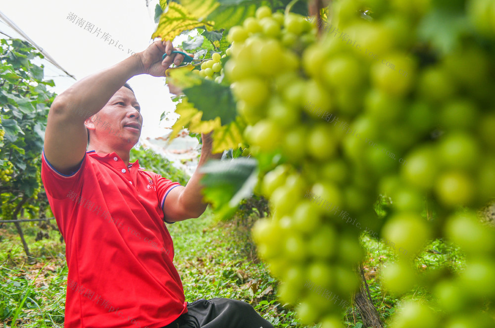 湖南道县：葡萄成熟采收忙
