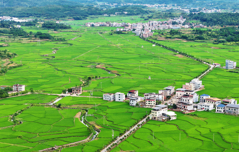 嘉禾：绿意浓 乡村美