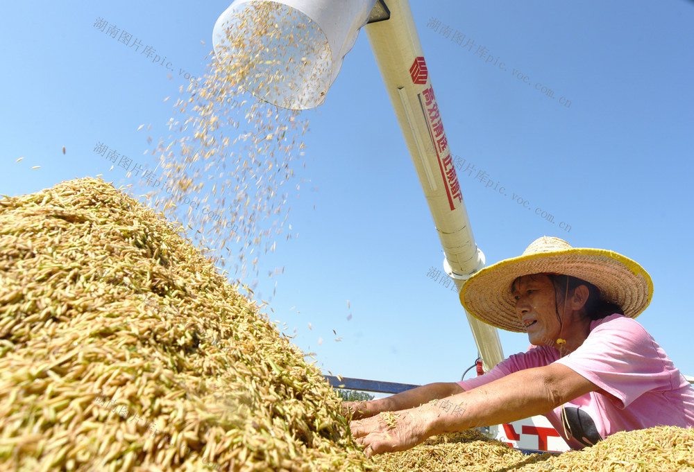 嘉禾：中稻丰收收割忙