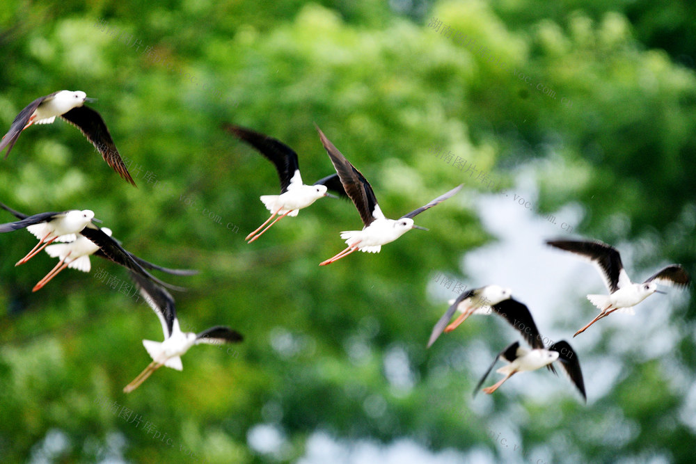 嘉禾：河畔生态美 鸟儿展翅飞