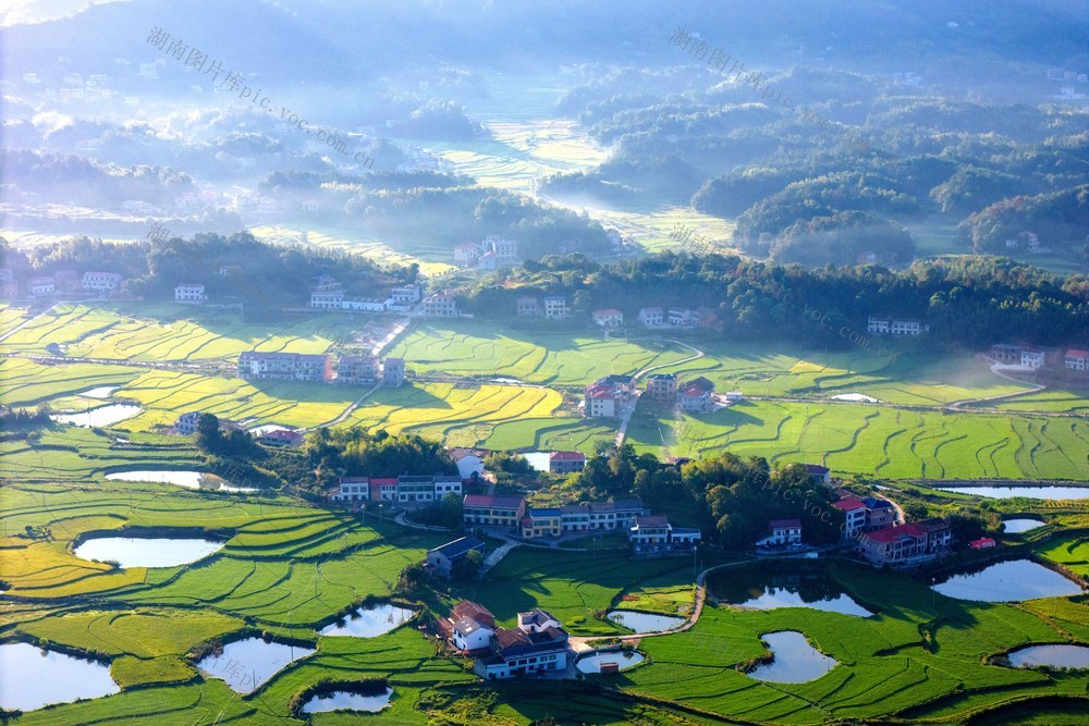 乡村  田园  丰收  中稻  晚稻  粮食生产