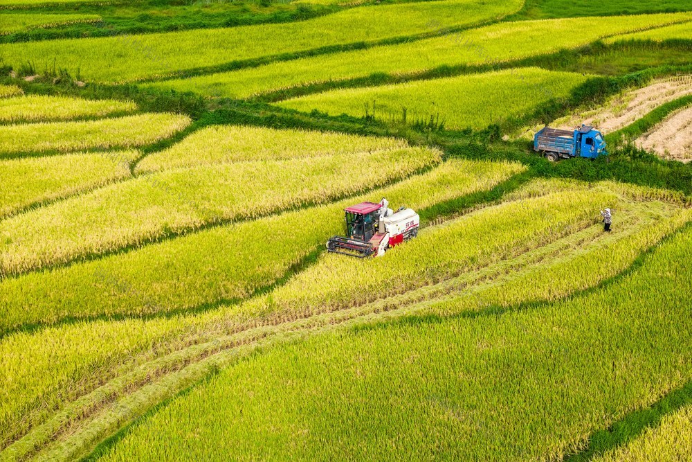 中稻  粮食生产  丰收  秋天
