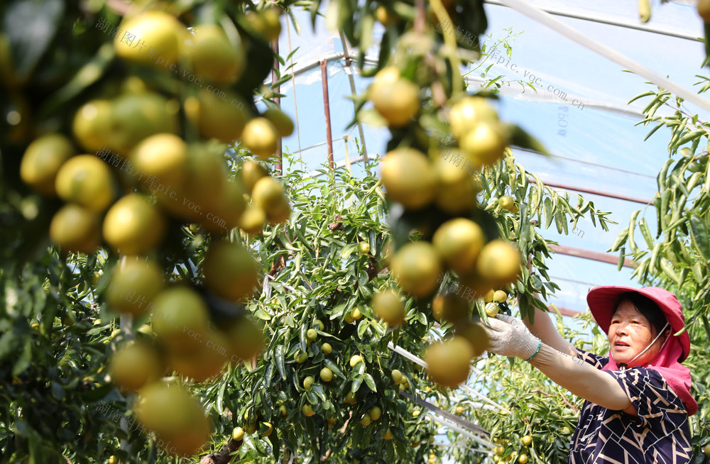 水果 采摘 电商 直播 