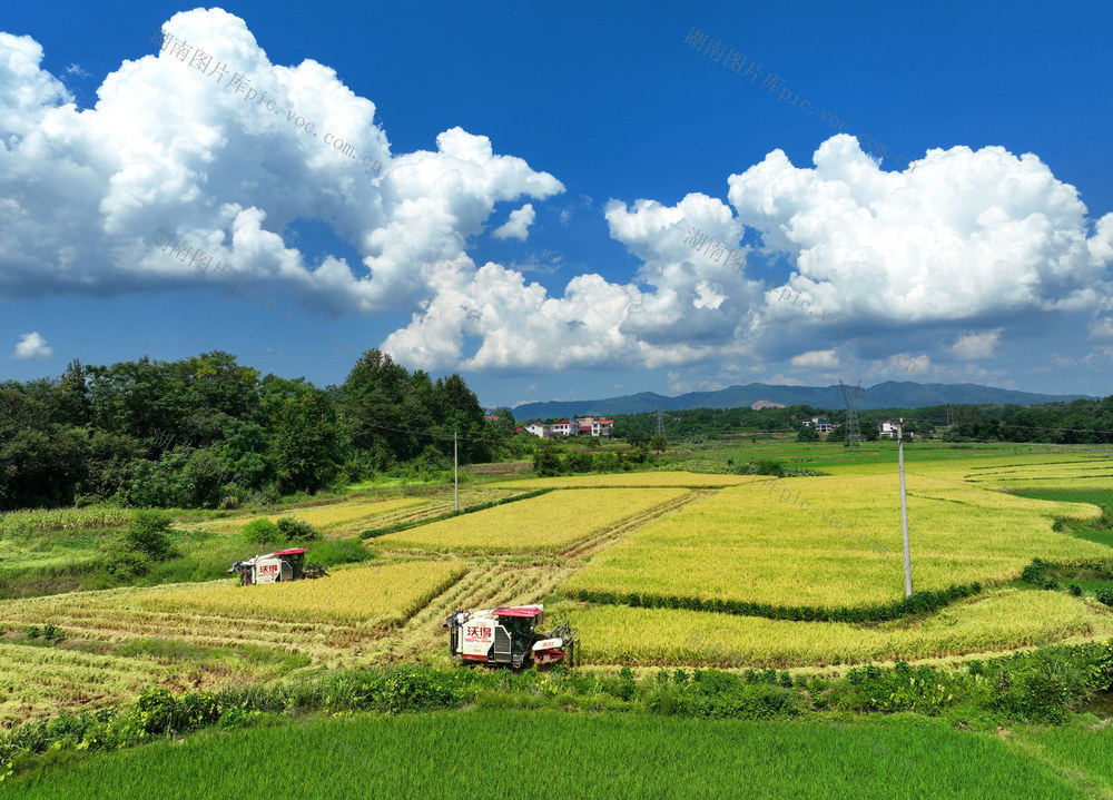 中稻 收割 颗粒归仓 