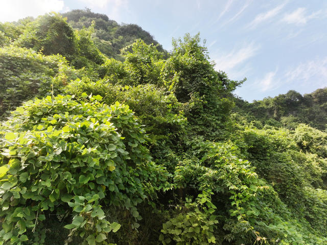 山岗利用  林下经济  天然葛根  订单农业