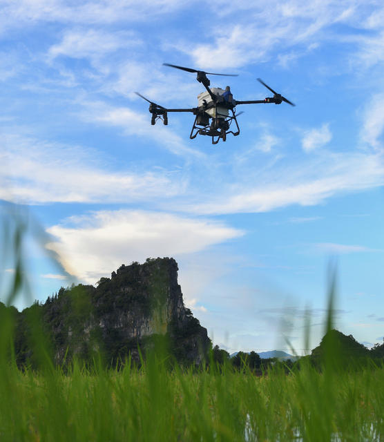 晚稻
田管
道县