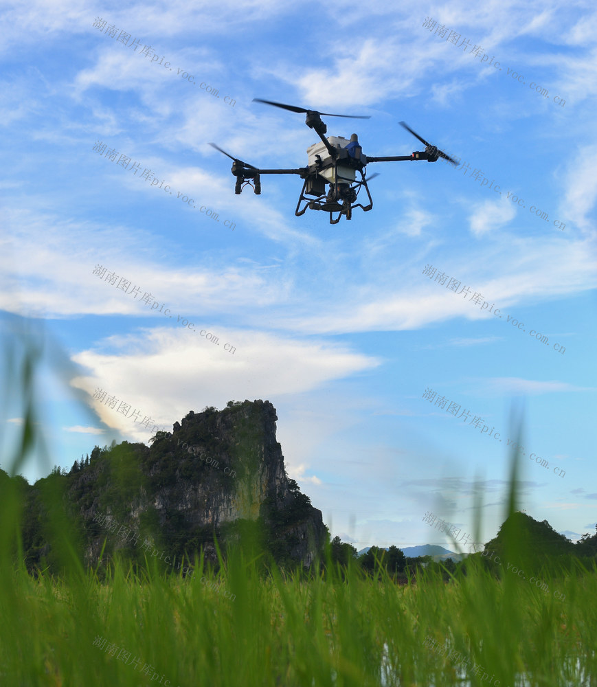 晚稻
田管
道县