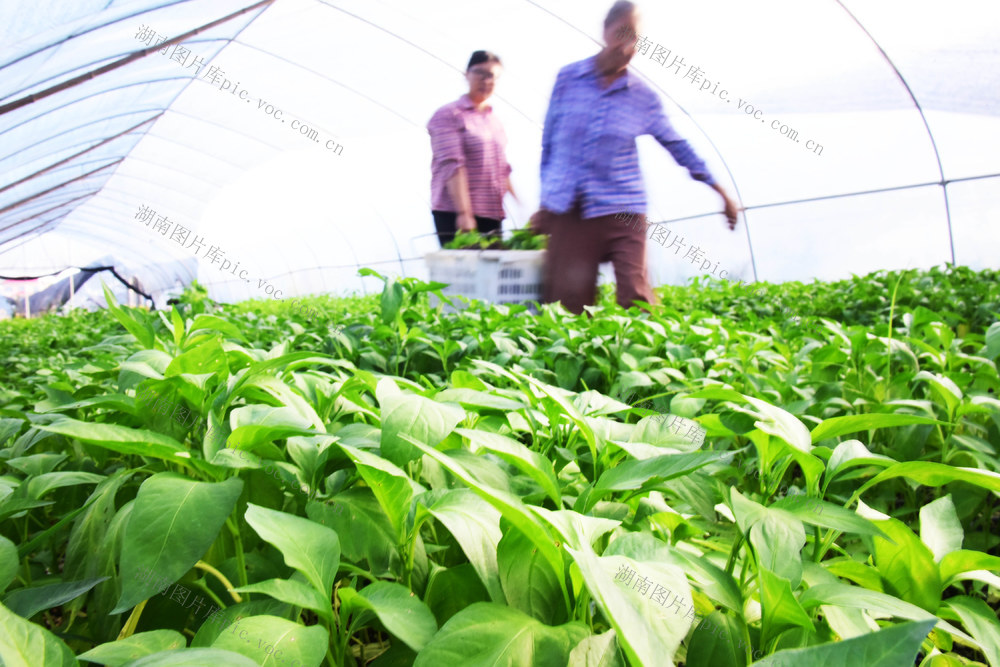 农业  蔬菜种植  辣椒  秋延栽培