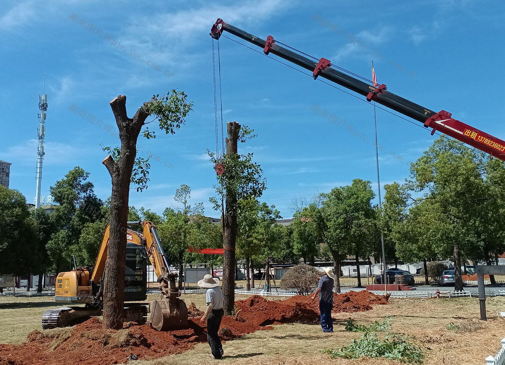 移栽大树 美化校园  喜迎新学期