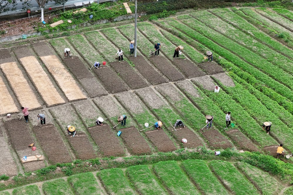 农业、产业、农民、百合、种植