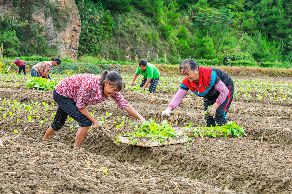 稻蔬轮作  增产增收