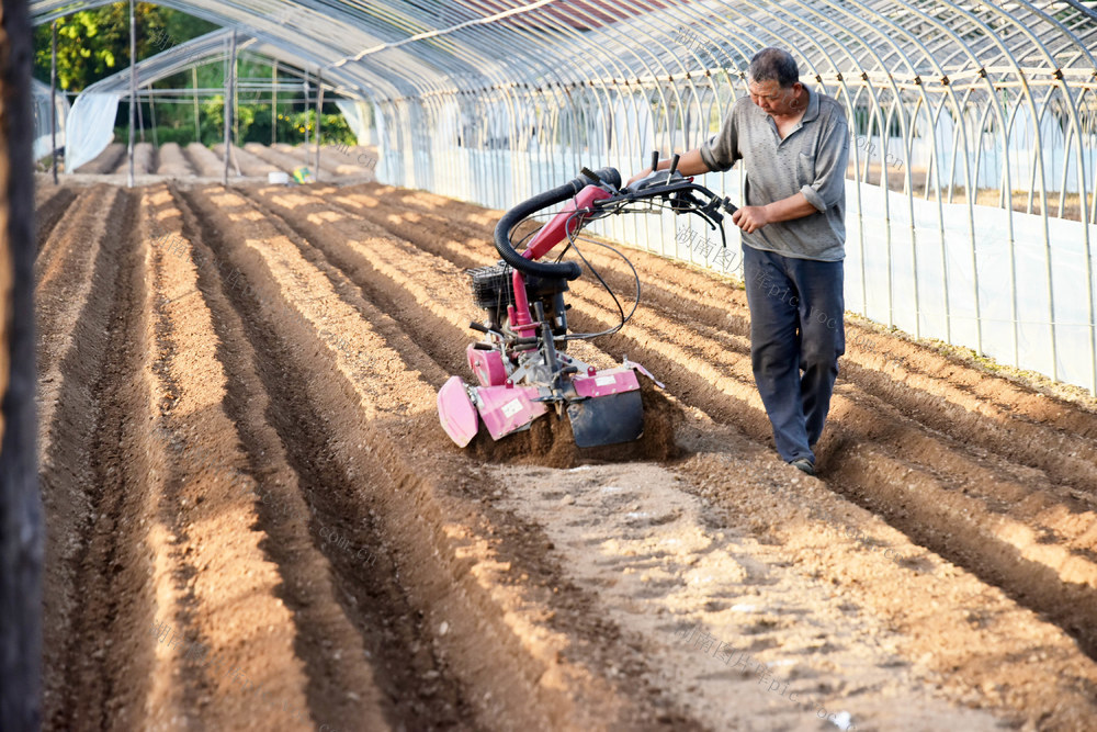 二十四节气  处暑  农业  草莓种植  整地开垄