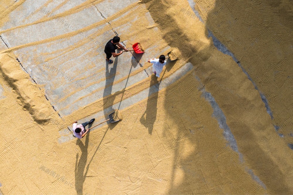 粮食生产  中稻  处暑  农事  丰收  秋收  晒秋
