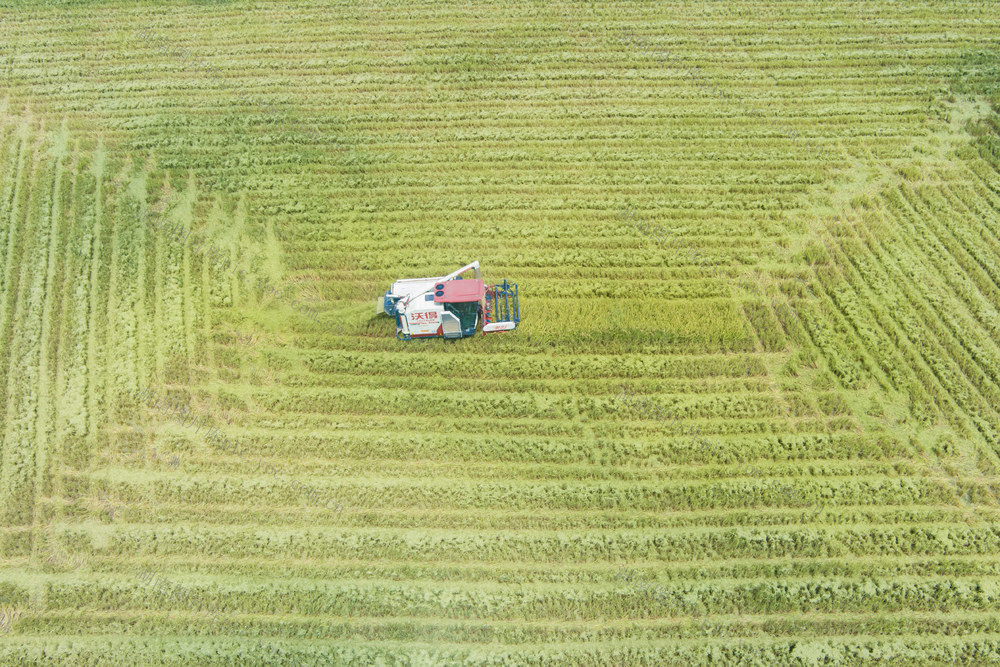 水稻  种植   农业  稻谷  秋收   田地  高标准农田   经济 农民   村民 收割  