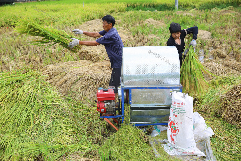 处暑 收割 水稻 稻谷 农忙 农业  农机 农田