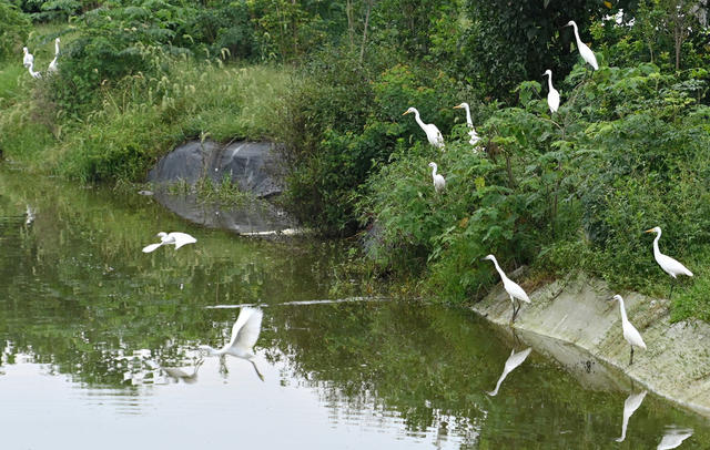 生态 环境 白鹭 鸟  人与自然  生态保护  动物  栖息繁殖 绿色  环保  水 