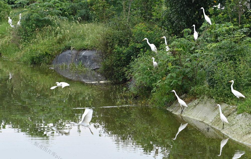 生态 环境 白鹭 鸟  人与自然  生态保护  动物  栖息繁殖 绿色  环保  水 