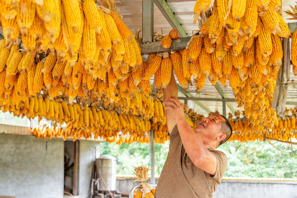 处暑  农忙  玉米