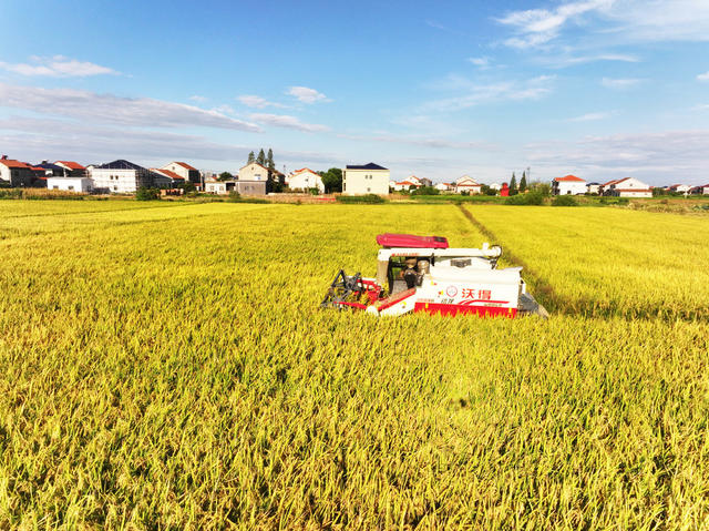 二十四节气  处暑  农事  家庭农场  中稻收获  收割机