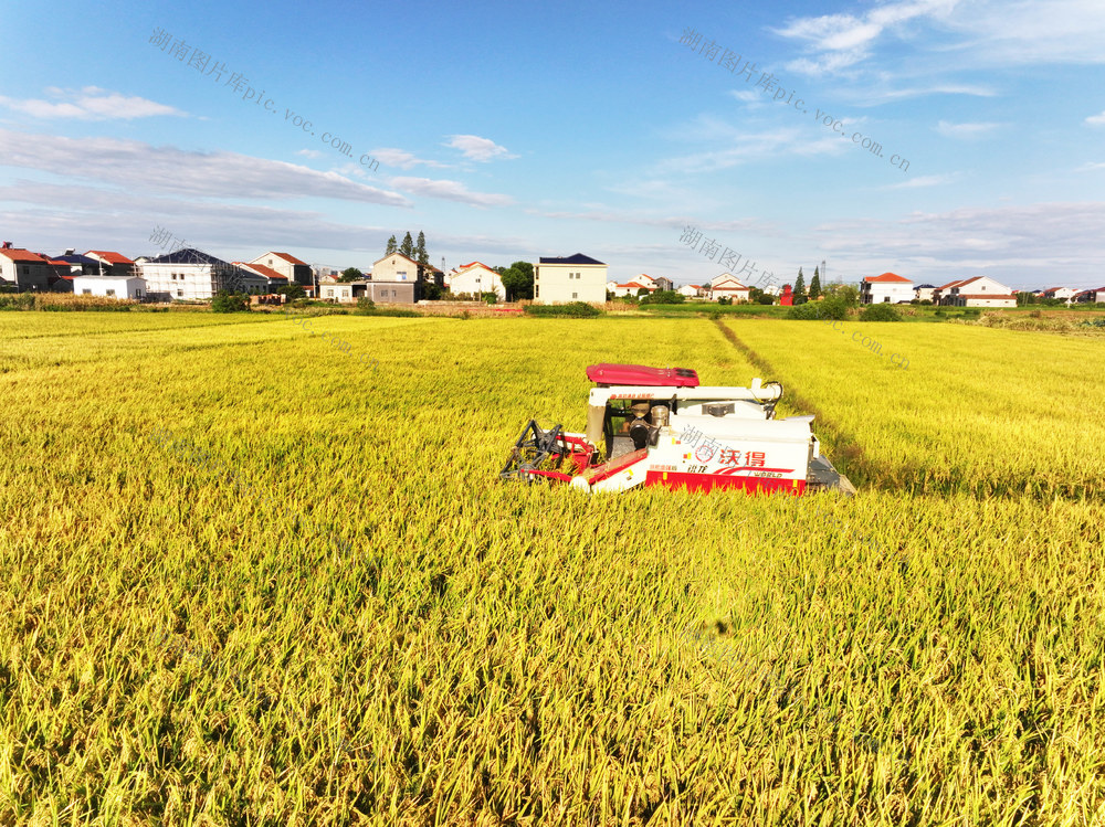 二十四节气  处暑  农事  家庭农场  中稻收获  收割机