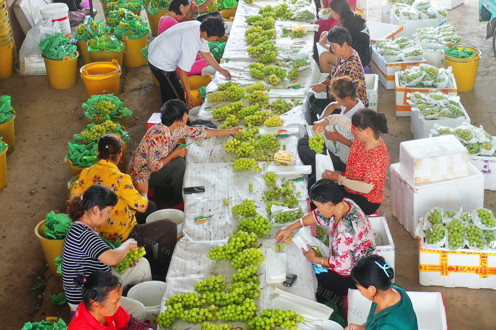 嘉禾：采摘葡萄 供应市场