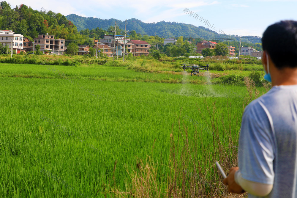 飞防  晚稻  处暑  无人机  植保