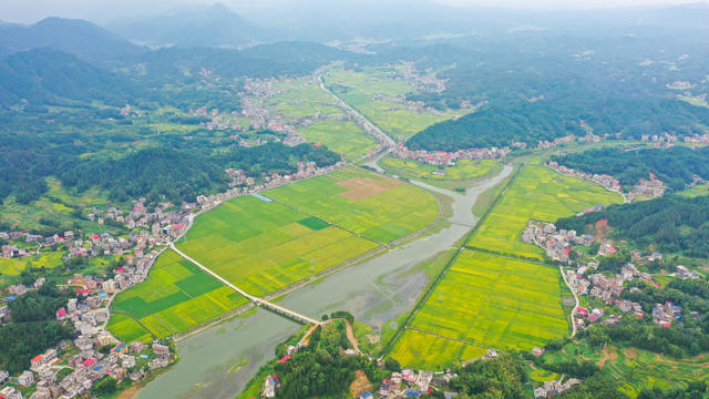 高标准农田 丰收 稻田 农业 美丽乡村