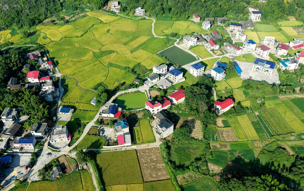 山村  初秋  稻田 山峦 民居 画卷