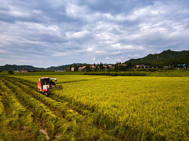 中稻 成熟 村民 驾驶 收割机 收割 忙