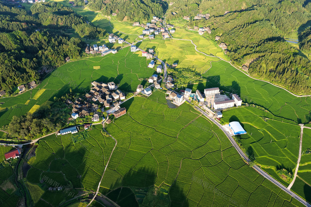 稻田 水稻 风景 乡村 秋景