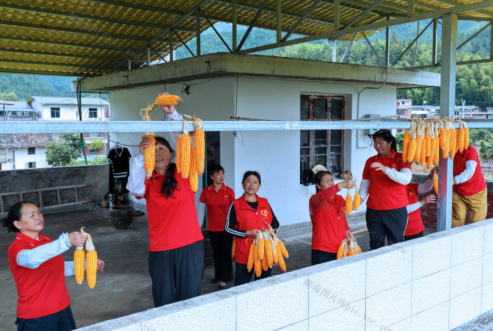 湖南桂东 丰收季 繁忙的丰收景象 玉米 志愿者