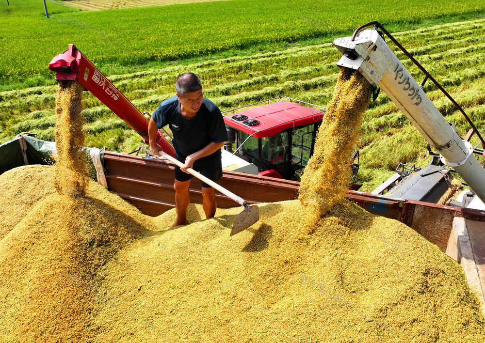 中稻 收割 农事 农时 颗粒归仓
