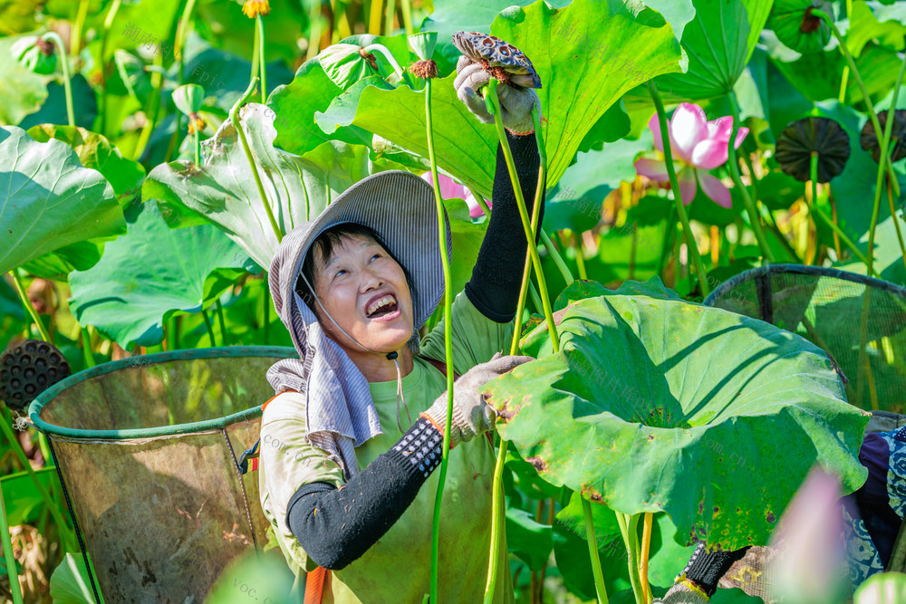 处暑  农忙  太空莲  盛产期  采收