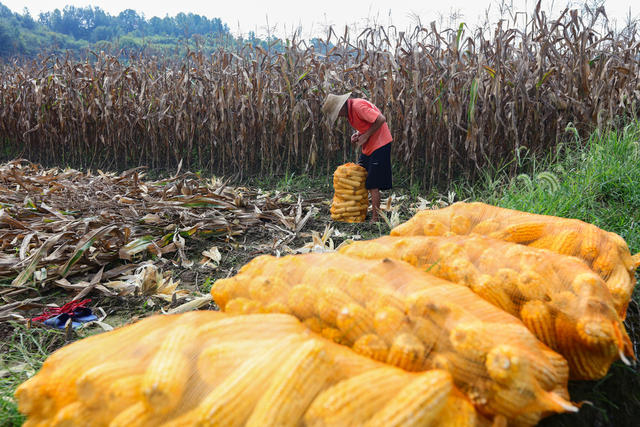 湖南，龙山，节气，处暑，农事，收割，玉米，水稻