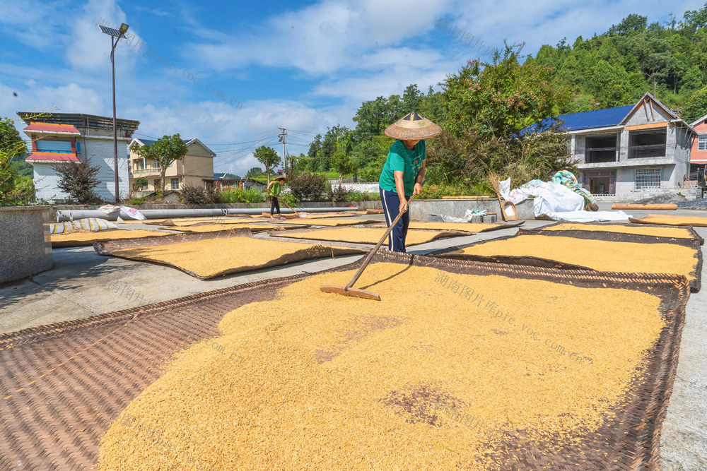 处暑农忙    抢抓晴好天气秋收   晒粮归仓